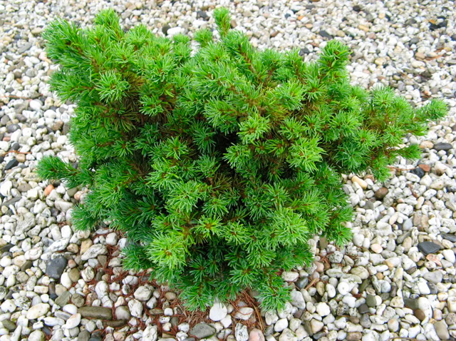 Pinus parviflora 'Al Fordham'